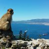 Małpy na górze Gibraltar