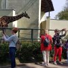 Łódź 16-18.05.2022 - dzień pierwszy - zoo żyrafy